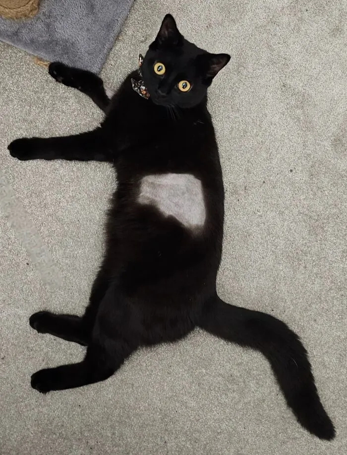 Oh No There's A Hole In The Cat