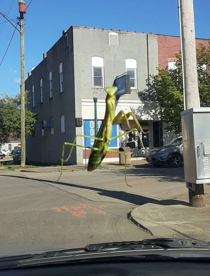 Mantis Stealing A Domino's Sign