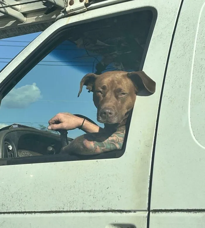 It’s A Driving Dog