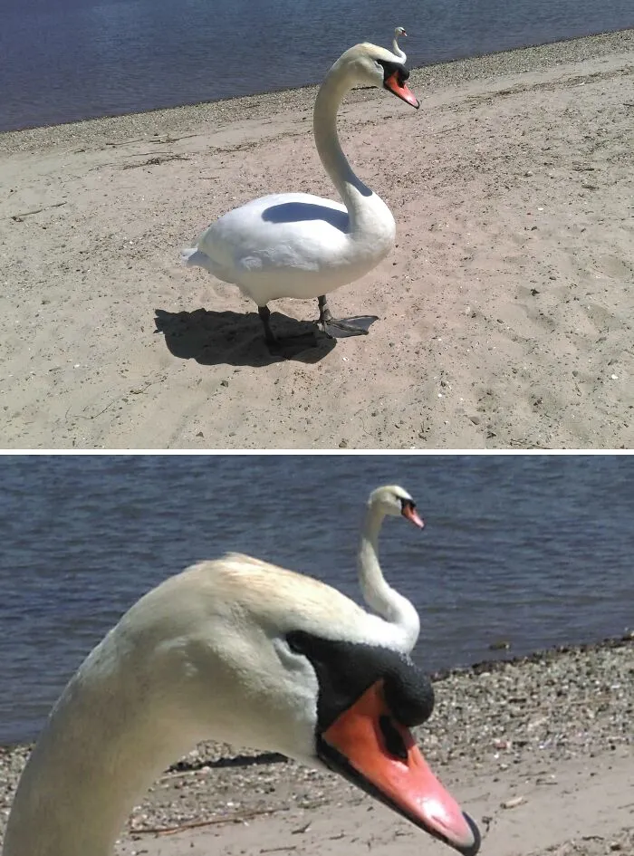 This Picture I Took Of Two Swans That Looks Like One Swan With A Smaller Second Head