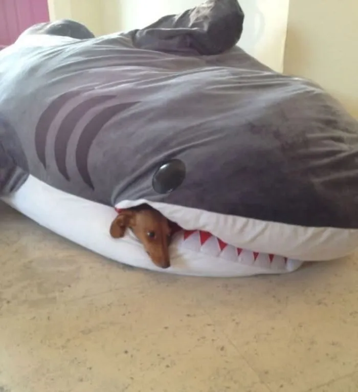 85 Irresistible Dog Moments Shared By This Community