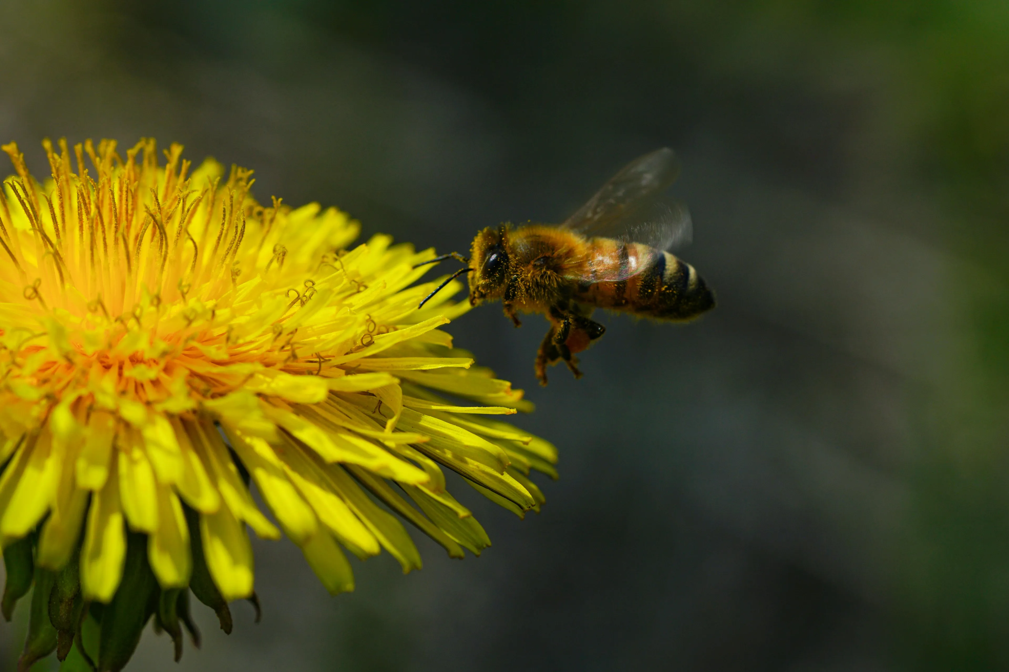 Close-up of a bee in flight near a yellow flower illustrating concepts for general knowledge quiz in linguistics.