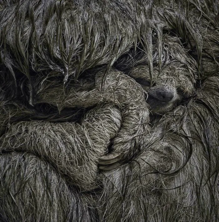 🔥 Sloth Mother Cradles Her Little One In Her Arms To Shelter It From The Rain