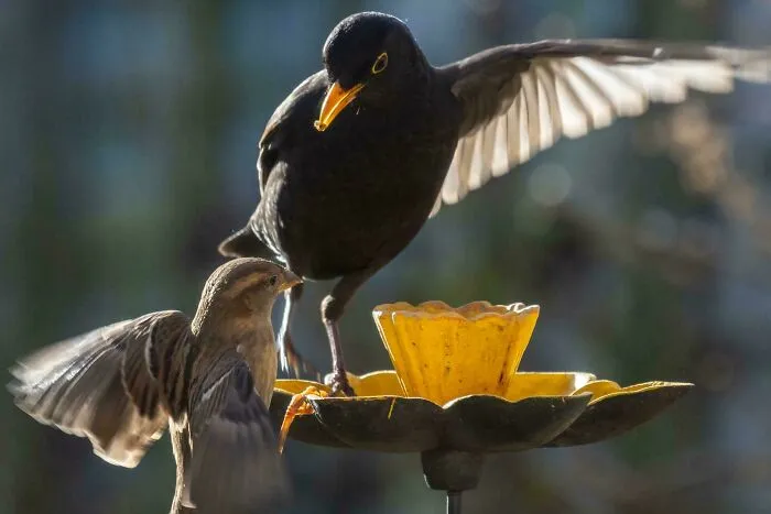A blackbird aggressively stepping toward a smaller sparrow at a yellow bird feeder, showing angry birds behavior.