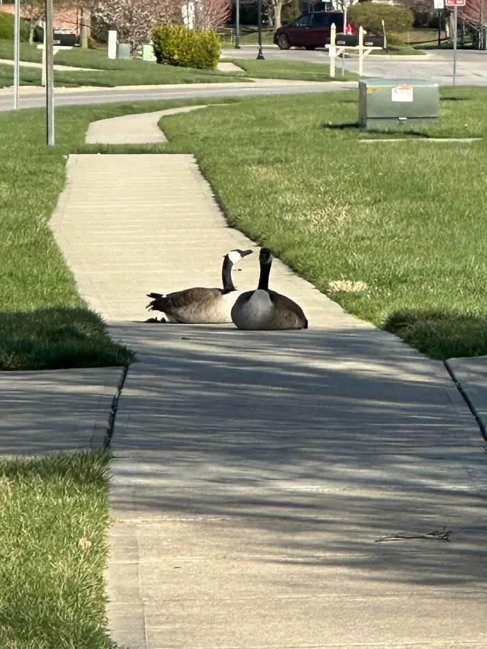 Two geese sitting in the middle of a concrete sidewalk, acting like angry birds blocking the path.