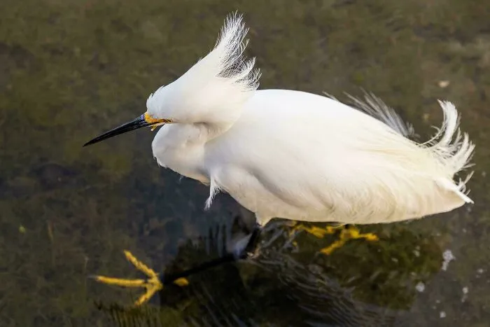 White snowy egret standing in water looking intense, included in hilarious photos of angry birds