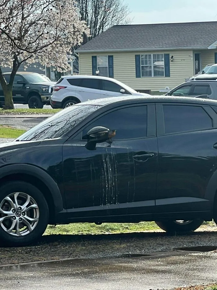 Small bird perched on a car side mirror with bird droppings, featured in photos of angry birds