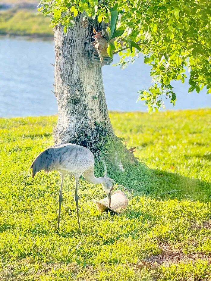 Large crane bird knocking over a feeder on the lawn, showing hilarious angry birds behavior