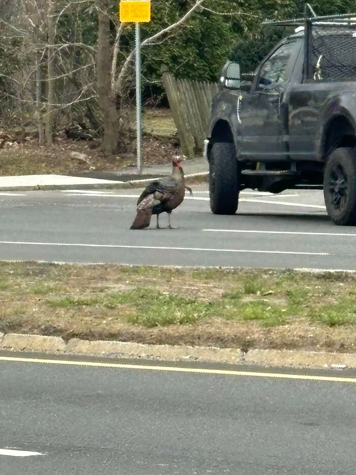Wild turkey standing on a street next to a black truck, example of angry birds in public areas