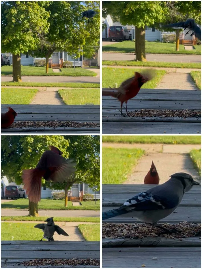 Four photo collage of angry birds fighting over birdseed on a porch