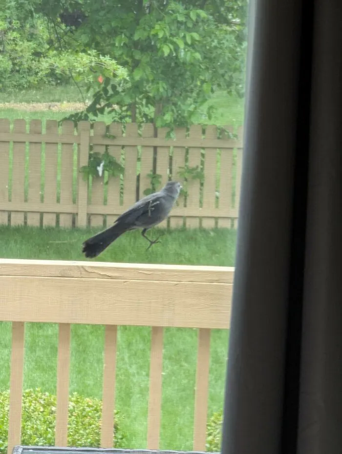 Angry bird leaping mid-air outside a window near a wooden fence