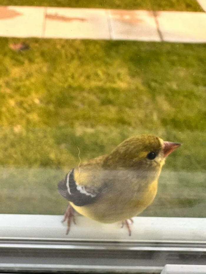 Small yellow angry bird staring closely through a glass window pane
