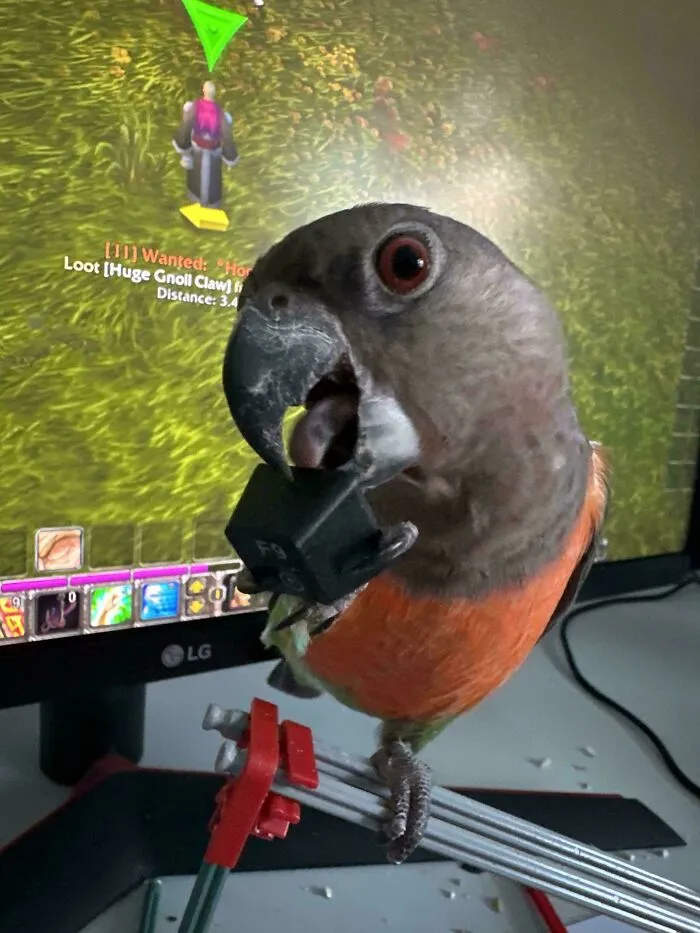 A mischievous parrot holding a removed keyboard key in its beak, showing angry birds behavior.