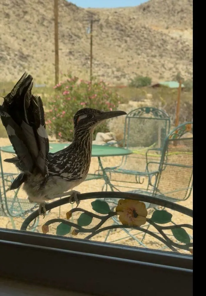 A wild roadrunner standing outside a glass door, looking like one of the angry birds.