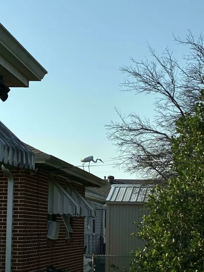 An angry bird perched high on a residential roof line against the sky.