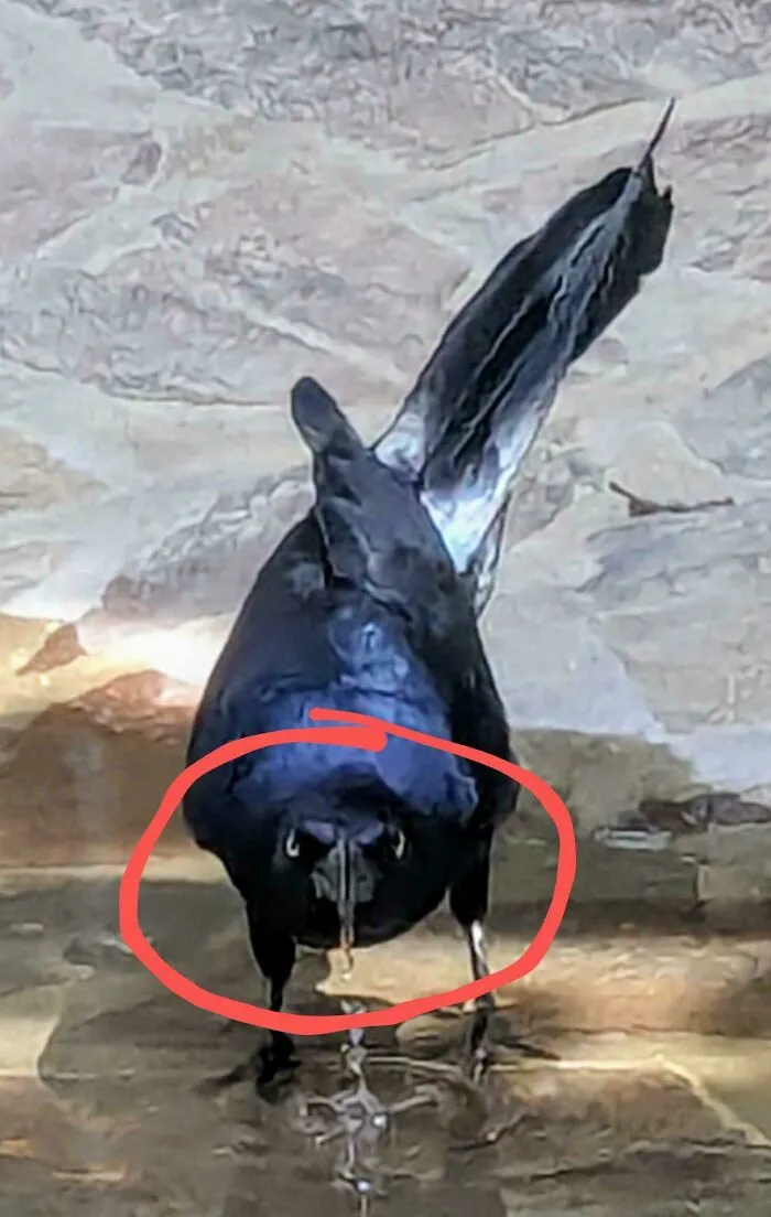 An angry bird with dark feathers staring menacingly into the camera.