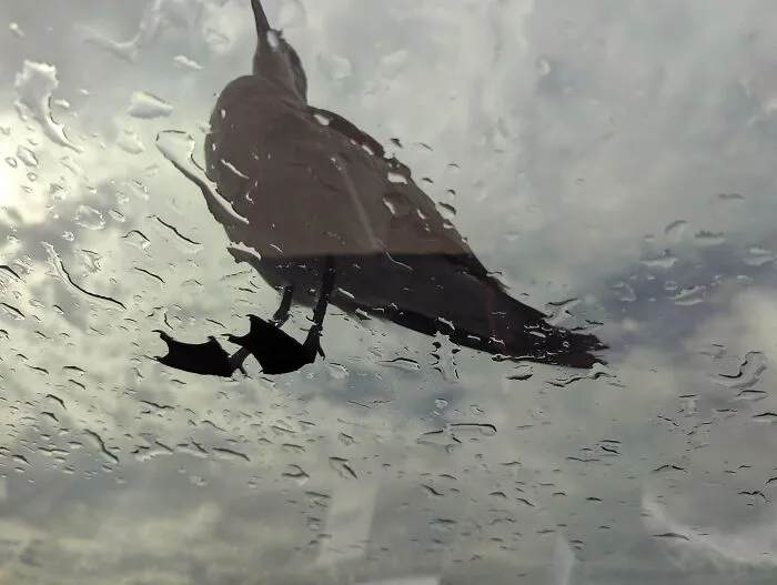 Low angle view of a bird standing on a wet glass sunroof, representing hilarious angry birds.