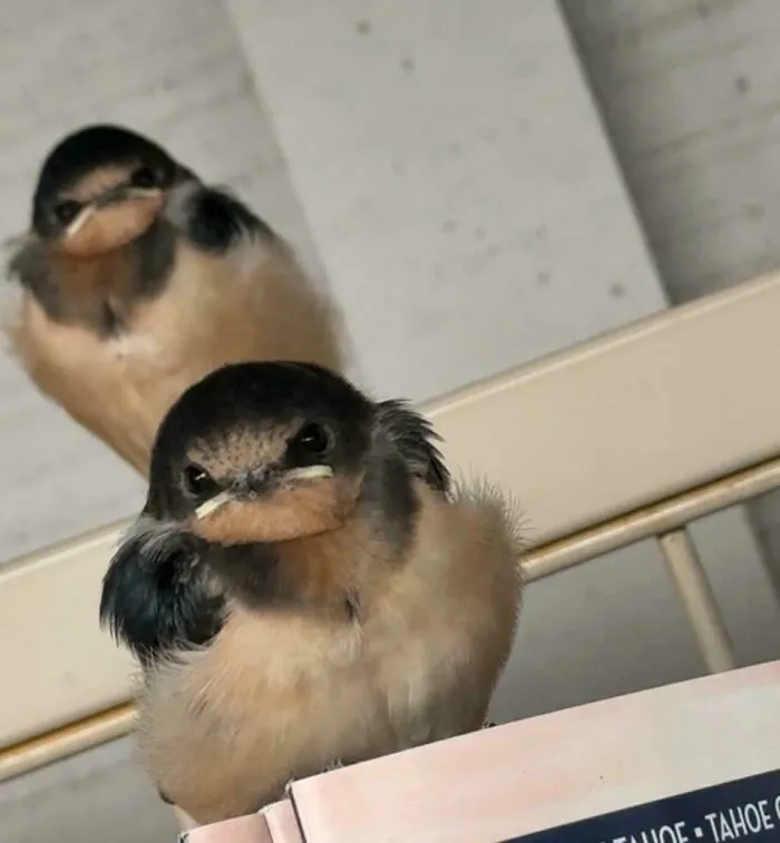 Two small swallow chicks looking fiercely angry birds at the camera with funny scowls.