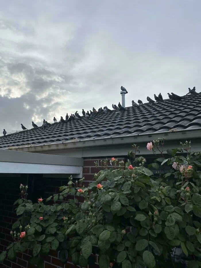 A large flock of pigeons standing ominously on a rooftop, captured as mean angry birds.