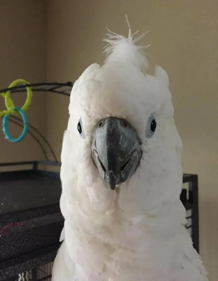 Close-up of a white cockatoo staring directly at the camera, featured in funny angry birds photos.
