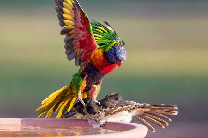 A colorful rainbow lorikeet forcefully holding down another bird by its head in a hilarious angry birds interaction.