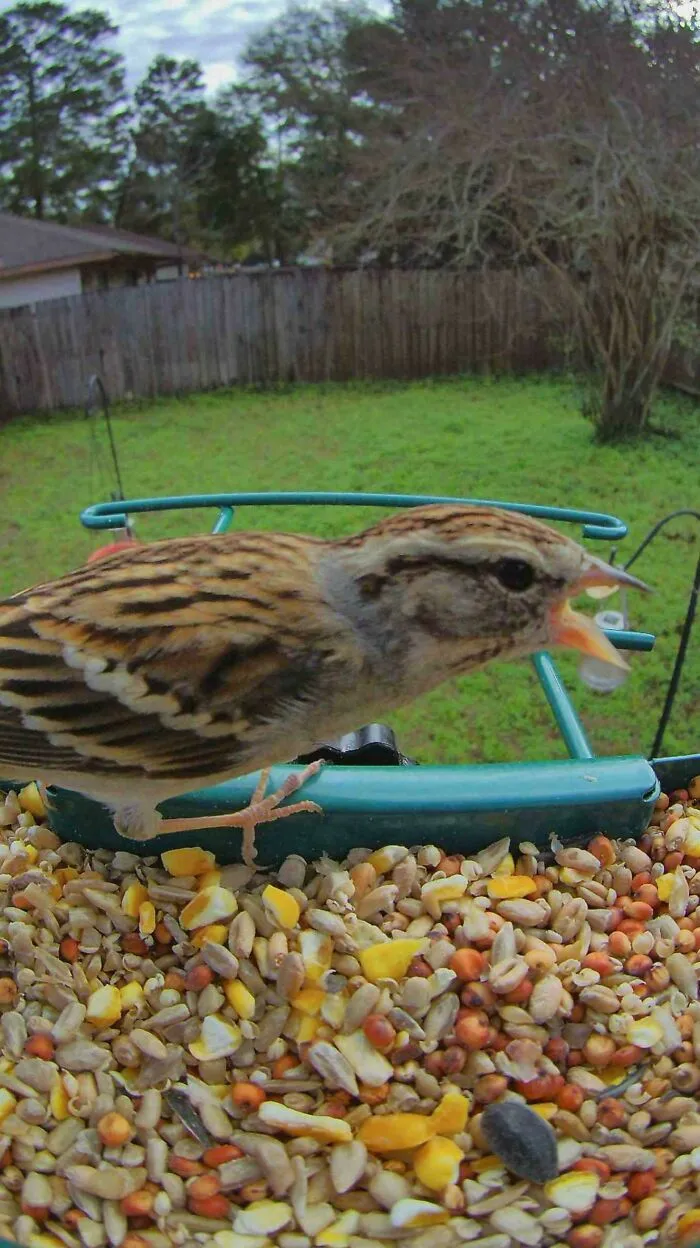 A small brown bird squawking mouth open at a feeder full of seeds in a hilarious angry birds photo.