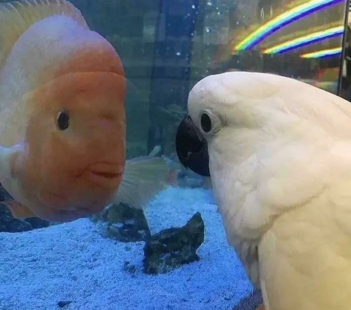 A white cockatoo glaring meanly through glass at an orange fish in a hilarious angry birds moment.