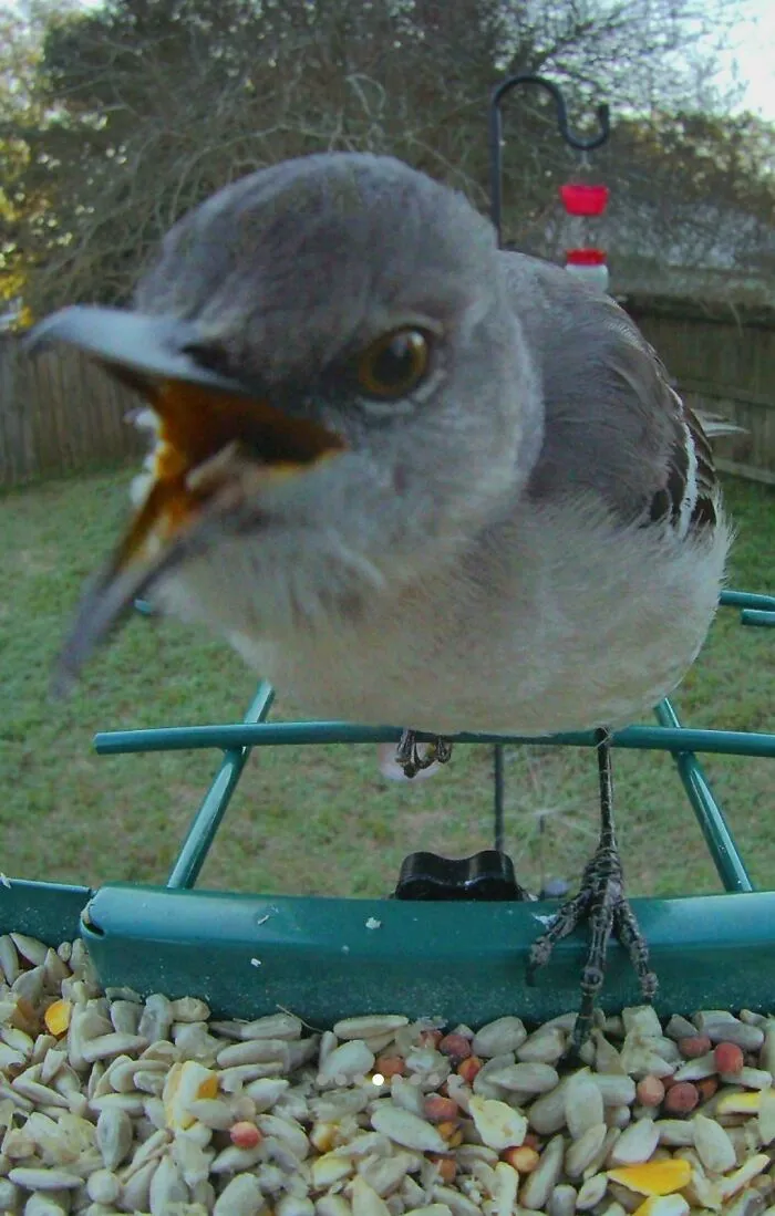 Extreme close-up of a small grey bird squawking angrily at a seed feeder showing mean behavior.
