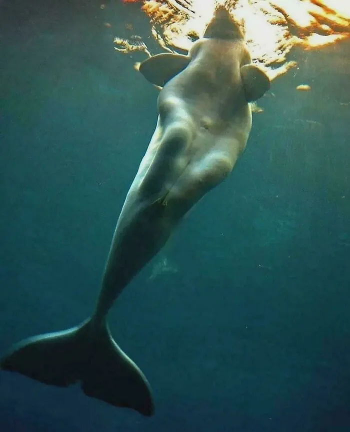 A Beluga Whale Looks Like From Below
