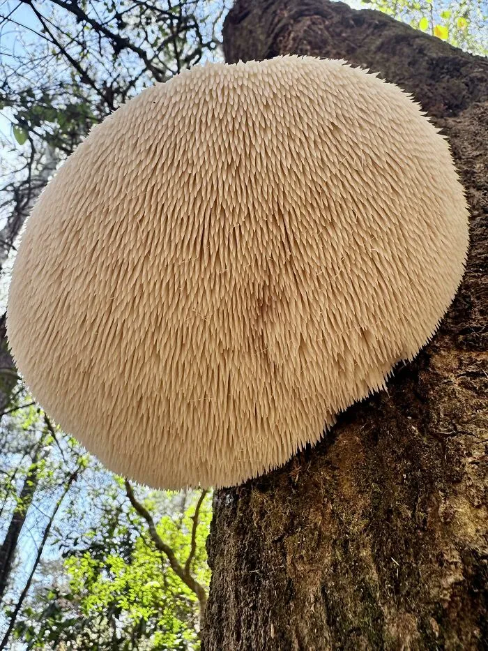 Huge, Flawless Lion’s Mane Mushroom