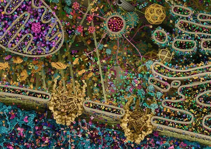 The Most Detailed View Of A Human Cell To Date