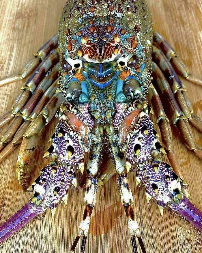 Tropical Rock Lobster