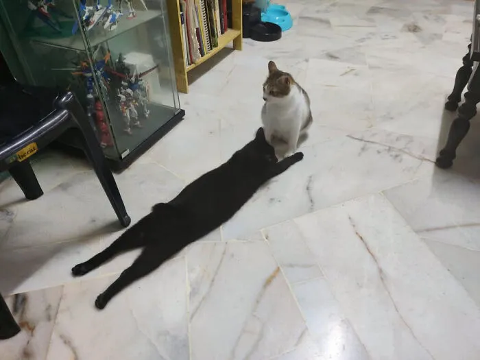 Cat And Its Shadow