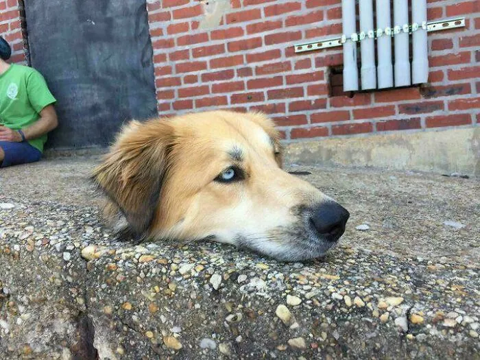 Floating Head (No Dogs Were Harmed For This Pic)