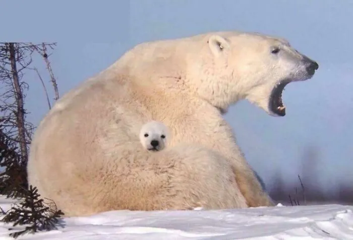 This Baby Polar Bear’s Face Looks Like It Was Photoshopped To It’s Mother’s Side