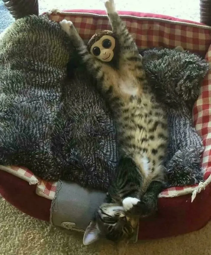Caught My Cat Mid-Evolution