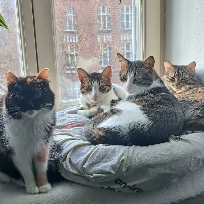 "Clearly There's Nothing To See Here."