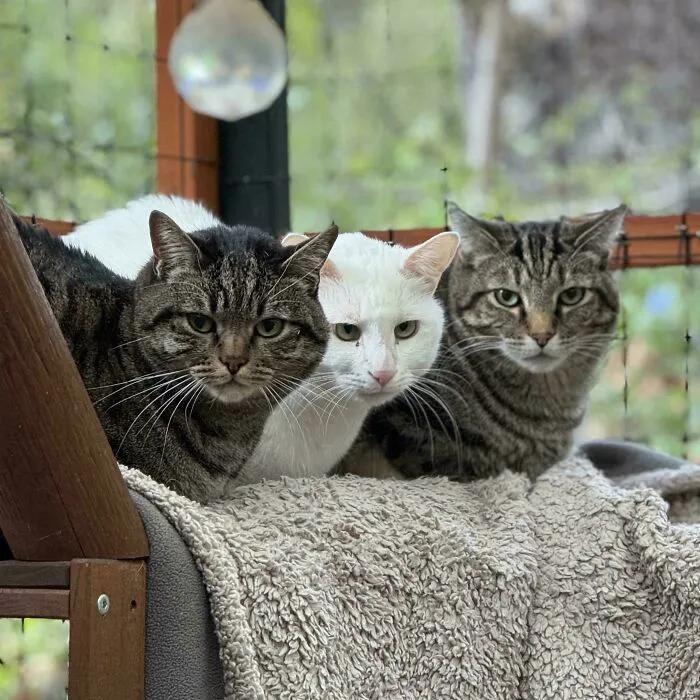 The Council Has Decided To Stay In The Catio No Matter How Cold It Gets