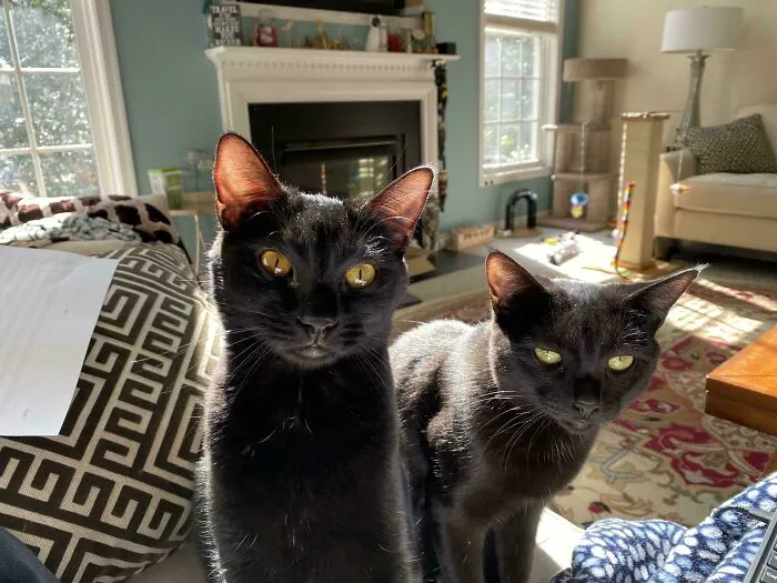 Do You Have Time To Speak About Our Lack Of Treats In The Last Five Minutes?