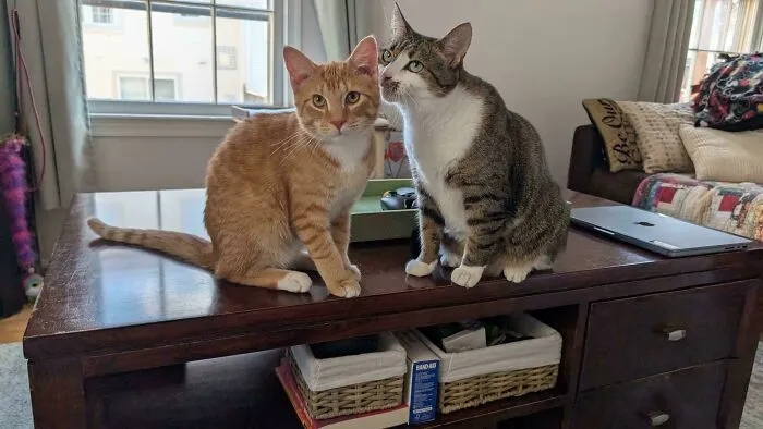 What Bad Advice Is She Whispering In His Ear? 😼