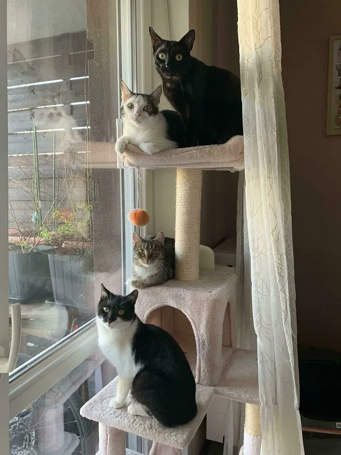 I Interrupted The Council’s Daily Bird Watching Session To Take A Photo. I Was Immediately Asked To Leave