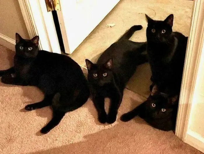 The Dark Council