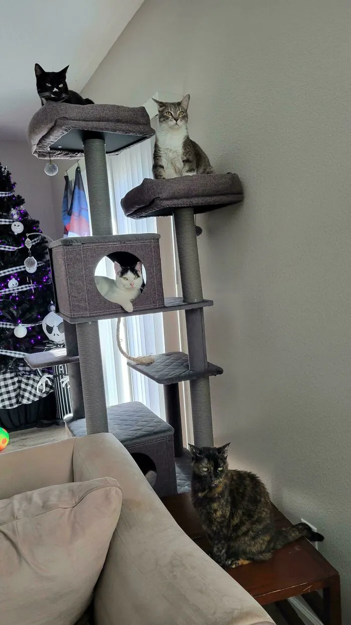 Very Rare Shot Of All Four