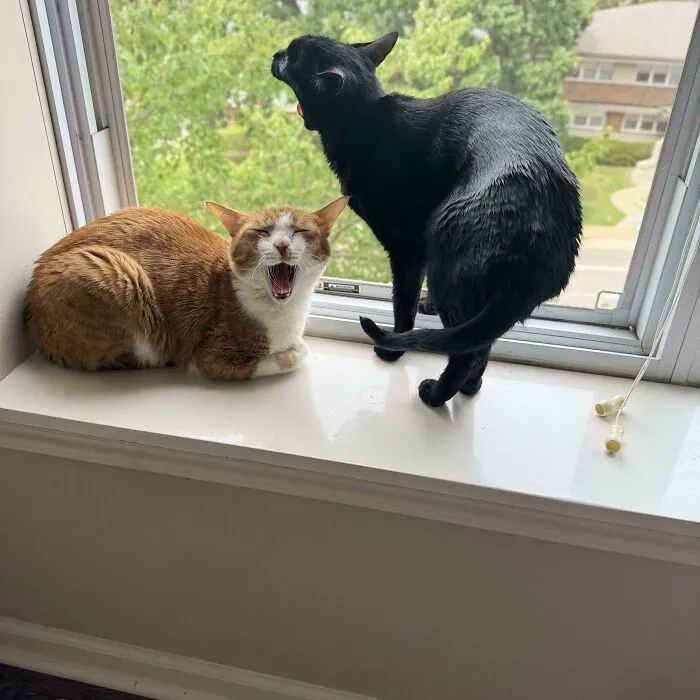 The Council Is Tired After Sleeping All Day