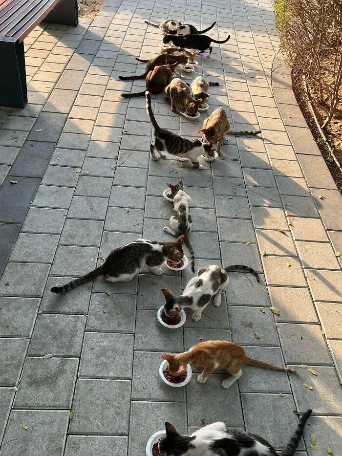 They Deserve The Best. I Love Them... Let's Pray We Find Good Homes For Our Furry Babies