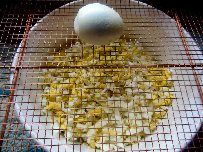 Pushing Eggs Through A Medium-Sized Mesh To Make Egg Salad Is Fast And E-Z  :)
