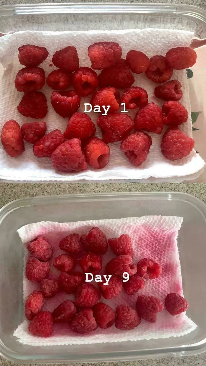 Keeping Raspberries Fresh