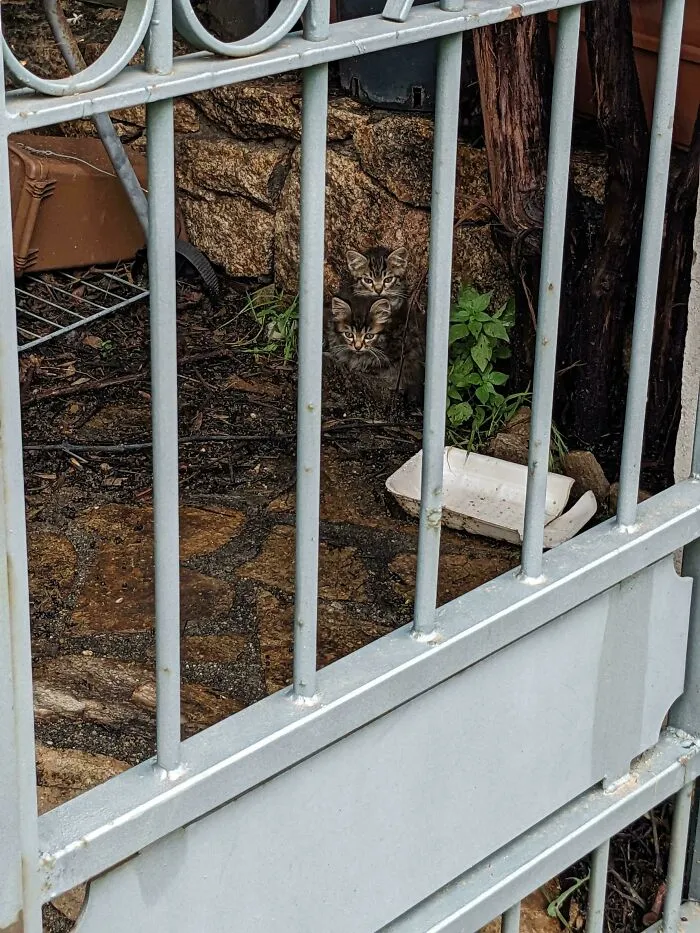 Find The Third Kitten