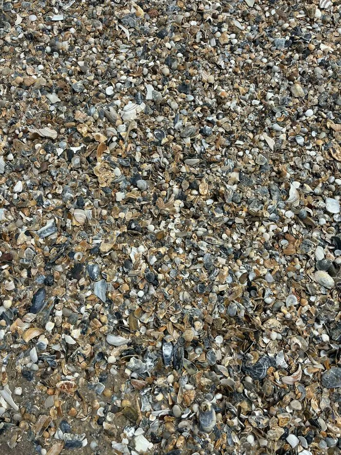 Close-up of a camouflaged animal blending perfectly among countless small shells on the beach sand.