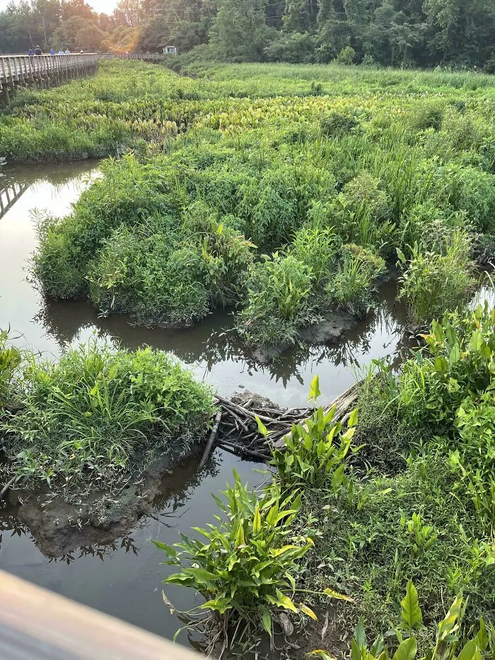 Find The Croc
